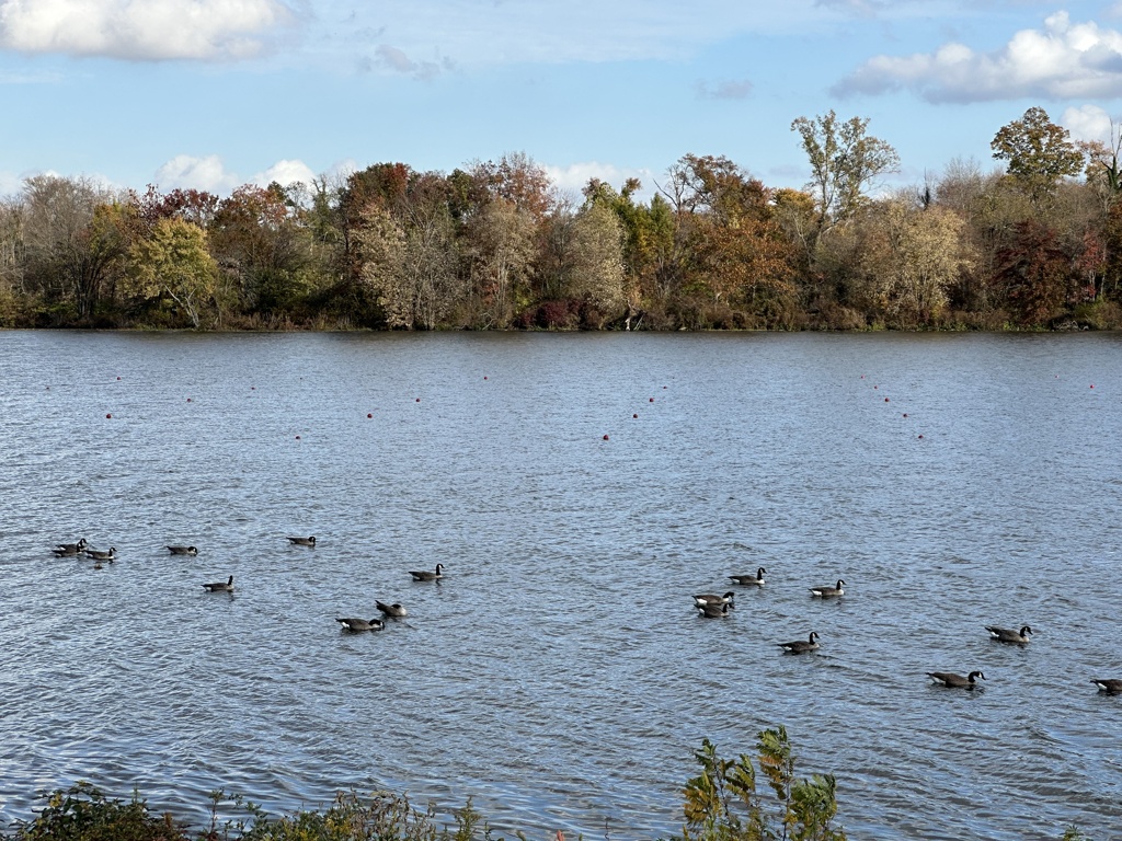 Lake Carnegie as seen from Lake Carnegie Park